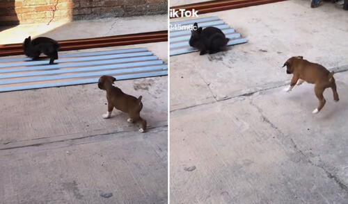 Las imágenes de estos animalitos cautivaron a miles en las redes sociales. Foto: captura de TikTok