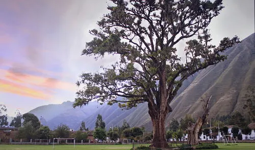 El árbol emblemático de 28 metros de altura. Foto: Serfor