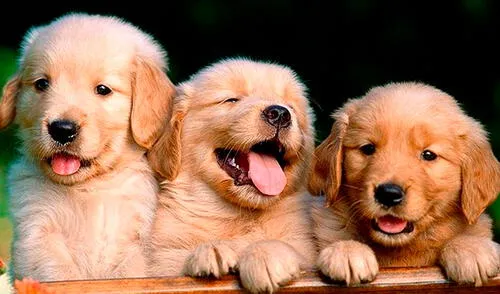 Dogname es una aplicación gratuita para iPhone y Android, que te ayuda a ponerle un nombre a tu mascota utilizando el sistema de Tinder: hacer match. Foto: Foyel Dogname es una aplicación gratuita para iPhone y Android, que te ayuda a ponerle un nombre a tu mascota utilizando el sistema de Tinder: hacer match. Foto: Foyel