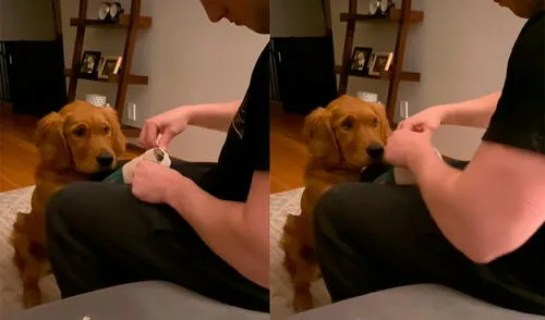 El can cautivó a miles de cibernautas con la paciencia que reflejó en todo momento. Foto: captura de TikTok
