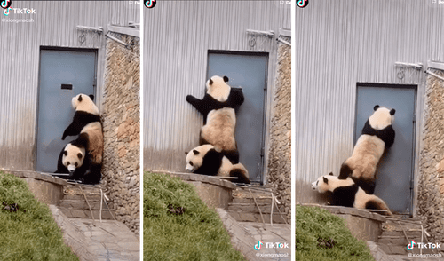 Uno de los osos estaba muy interesado en ver hacia el exterior de su recinto. Foto: captura de TikTok