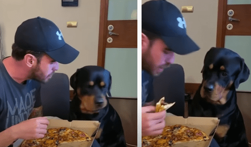 El video viral ha sido compartido en la página Rottweiler Life. Foto: captura de Facebook