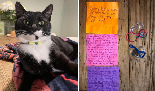 La grandiosa labor de este gatito mensajero cautivó a usuarios de las redes sociales. Foto: captura de Facebook La grandiosa labor de este gatito mensajero cautivó a usuarios de las redes sociales. Foto: captura de Facebook