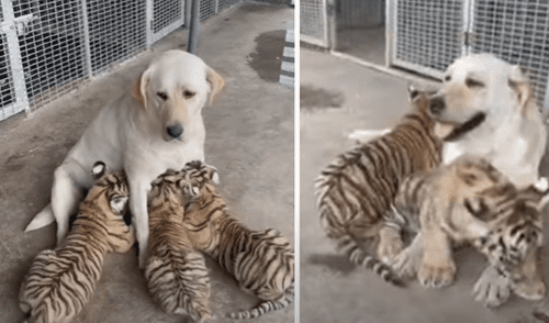El viral ha sido compartido en el canal Pet x animals Video. Foto: captura de YouTube