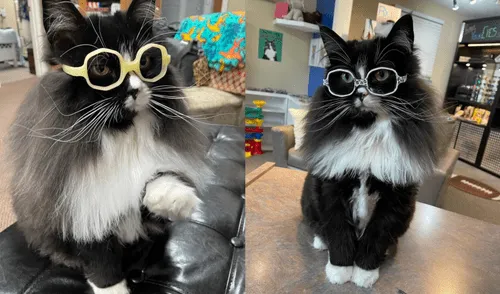 La gata es capaz de dar las gracias e incluso elegir sus propio par de gafas. Foto: captura de Instagram La gata es capaz de dar las gracias e incluso elegir sus propio par de gafas. Foto: captura de Instagram