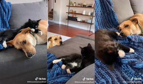 La dupla desarrolló una enternecedora interacción a los pocos días de conocerse. Foto: captura de TikTok