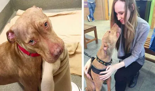 Los encargados de un albergue mostraron el lado cariñoso y dulce de un perrito de raza pitbull, el cual esperaba ser adoptado por una familia. Foto: SICSA Pet Adoption And Wellness Center Los encargados de un albergue mostraron el lado cariñoso y dulce de un perrito de raza pitbull, el cual esperaba ser adoptado por una familia. Foto: SICSA Pet Adoption And Wellness Center