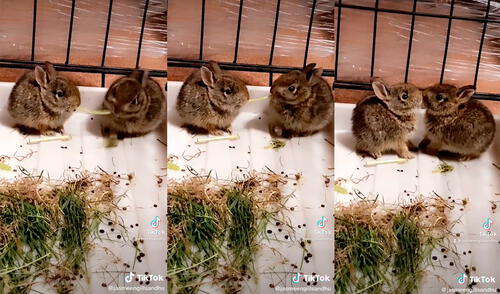Los animales desarrollaron una pintoresca escena que sorprendió a su dueña. Foto: captura de TikTok Los animales desarrollaron una pintoresca escena que sorprendió a su dueña. Foto: captura de TikTok