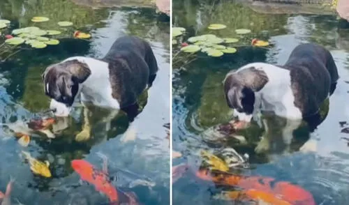 Miles de usuarios quedaron cautivados con las imágenes. Foto: captura de YouTube