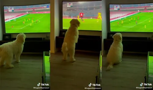 El can cautivó a miles de cibernautas con su hilarante actitud. Foto: captura de TikTok