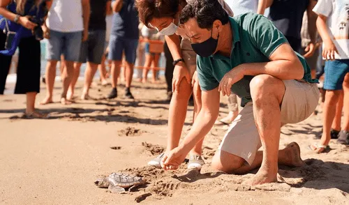 Ante la atenta mirada de los bañistas, las quince jóvenes tortugas se han ido adentrando una a una en el mar. Foto: ABC