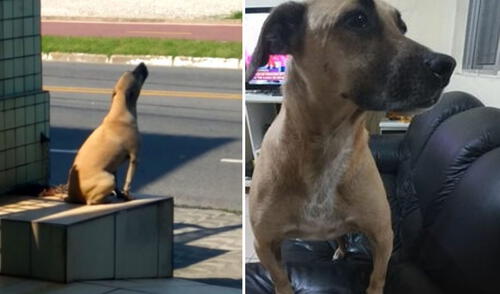 Miles de usuarios quedaron conmovidos con esta historia. Foto: captura de YouTube