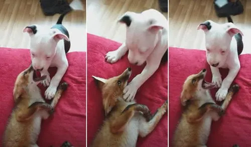 Miles de usuarios quedaron conmovidos con esta tierna escena. Foto: captura de YouTube