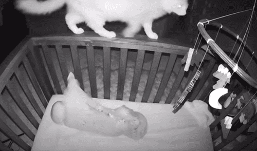 El video viral ha sido compartido en el canal ViralSnare Rights Management. Foto: captura de YouTube