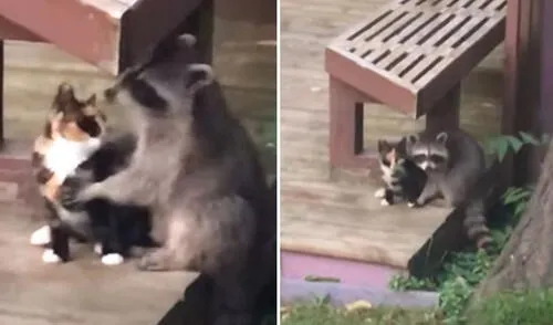 Las imágenes de esta entrañable 'amistad' se volvieron virales en las redes sociales. Foto: captura de YouTube