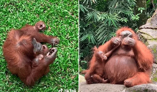 El orangután se colocó las gafas de sol como lo haría un humano. Foto: captura de TikTok