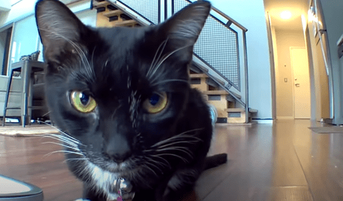 El video ha sido compartido en la página ninerfife. Foto: captura de Facebook