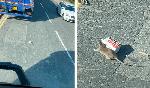 Una rata cruzaba una pista de alto tránsito sin importarle poner en riesgo su vida. Foto: captura de TikTok Una rata cruzaba una pista de alto tránsito sin importarle poner en riesgo su vida. Foto: captura de TikTok