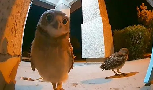 Una familia acomodó sus cosas tras mudarse a su nueva casa; sin embargo, no imaginaron que iban a recibir el ‘saludo’ de unos pequeños animales. Foto: captura de YouTube Una familia acomodó sus cosas tras mudarse a su nueva casa; sin embargo, no imaginaron que iban a recibir el ‘saludo’ de unos pequeños animales. Foto: captura de YouTube