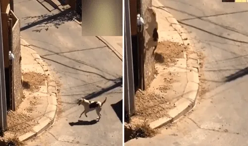El perrito realizaba sus ‘cálculos matemáticos’ para trepar la pared en construcción. Foto: captura de TikTok El perrito realizaba sus ‘cálculos matemáticos’ para trepar la pared en construcción. Foto: captura de TikTok