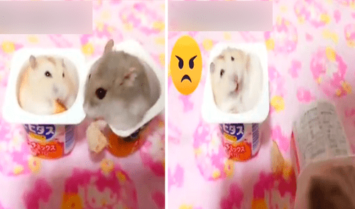 Uno de los hámsteres no quiso compartir su comida y lanzó a su compañero unos centímetros más adelante. Foto: captura de TikTok