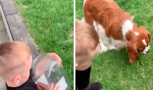 El video ha robado miles de risas al volverse viral en redes sociales. Foto: captura de Facebook