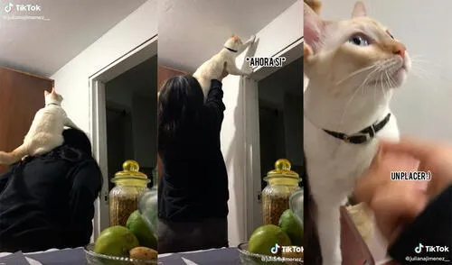 La dupla desarrolló una hilarante dinámica para coger al bicho. Foto: captura de TikTok