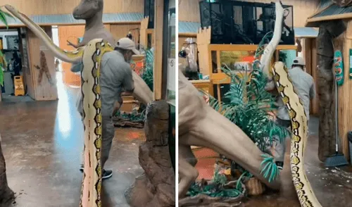 En el video se pudo ver la actitud pacífica del reptil que se deja pasear tranquilamente por el zoológico. Foto: captura de TikTok