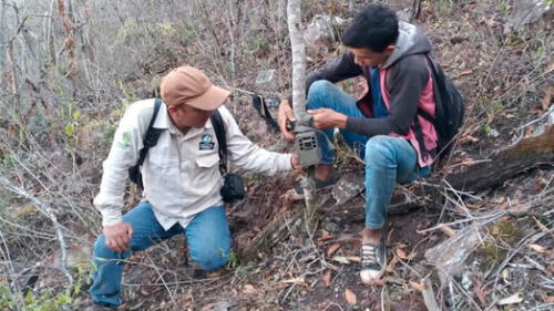 Instalación de cámaras trampas en los Bosques Tropicales Estacionalmente Secos del Marañón. Foto: ACR BTESM