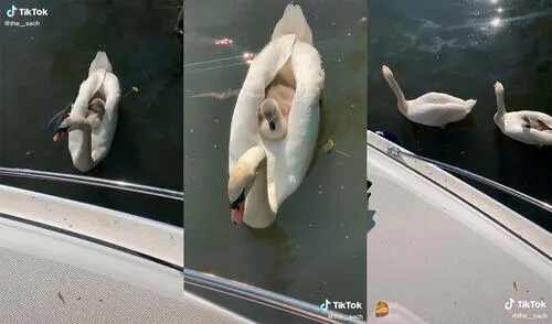 Los aves desarrollaron una enternecedora escena que cautivó a miles de cibernautas. Foto: captura de TikTok