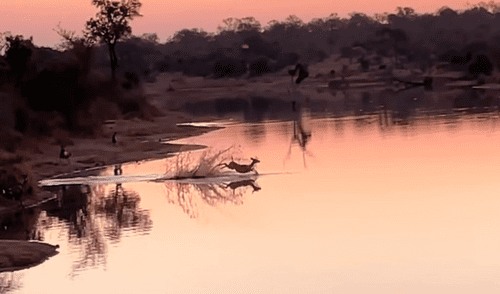 El pequeño mamífero con gran astucia logró librarse de 16 hienas que lo interceptaron cerca de una laguna llena de hipopótamos y cocodrilos. Foto: captura de YouTube