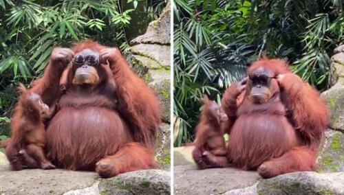 El primate se divirtió con el accesorio. Foto: captura de TikTok