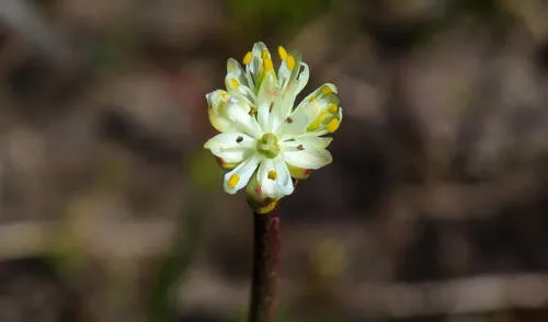 Triantha, la nueva planta carnívora, existe en las cercanías de los centro urbanos de las costas del Pacífico. Foto: Danilo Lima/ Universidad de Columbia Británica Triantha, la nueva planta carnívora, existe en las cercanías de los centro urbanos de las costas del Pacífico. Foto: Danilo Lima/ Universidad de Columbia Británica