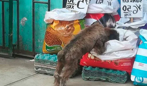 Un perrito se acercó a una tienda para comer a escondidas una bolsa llena de croquetas; sin embargo, el dueño lo descubrió y no imaginó que iba a ayudarlo. Foto: Carlos Salome/ Facebook Un perrito se acercó a una tienda para comer a escondidas una bolsa llena de croquetas; sin embargo, el dueño lo descubrió y no imaginó que iba a ayudarlo. Foto: Carlos Salome/ Facebook