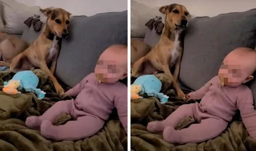 Una madre dejó a su bebé a solas por unos segundos en su sala, pero al regresar se llevó una tierna sorpresa cuando descubrió el gesto que tuvo su perro. Foto: captura de TikTok