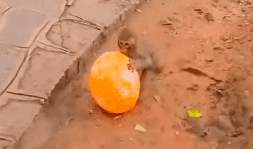 El pequeño mono estaba muy entretenido con su nuevo juguete hasta que se reventó. Foto: captura de Facebook