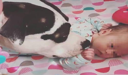 El animal se muestra cariñoso con las pequeñas en todo momento. Foto: captura de Twitter