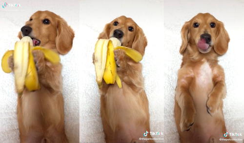El can logró cautivar a miles de cibernautas con su tierno comportamiento. Foto: captura de TikTok El can logró cautivar a miles de cibernautas con su tierno comportamiento. Foto: captura de TikTok