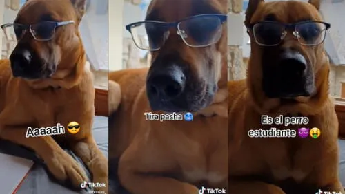 El perro se viralizó en TikTok y otras redes sociales. Foto: captura de TIkTok