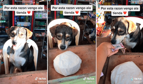 El perro escucha atentamente el pedido de su cliente. Dicha escena ha sacado miles de carcajadas en redes sociales. Foto: captura de TikTok El perro escucha atentamente el pedido de su cliente. Dicha escena ha sacado miles de carcajadas en redes sociales. Foto: captura de TikTok