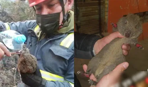 Los suboficiales rescataron al animal y lo pusieron a buen recaudo para su tratamiento. Foto: Entre Patitas