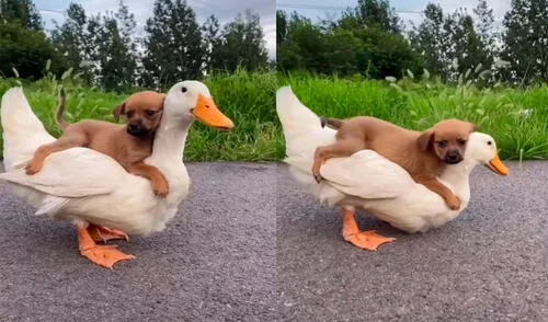 La dupla cautivó a miles de cibernautas con una enternecedora interacción. Foto: captura de TikTok La dupla cautivó a miles de cibernautas con una enternecedora interacción. Foto: captura de TikTok