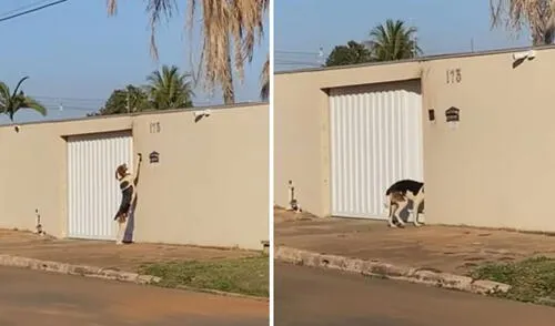 Miles de usuarios no han parado de reír con esta curiosa escena. Foto: captura de YouTube