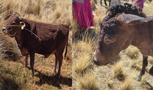 Incendio también produjo la quema de 1.000 árboles de eucalipto. Foto: Municipalidad de Carumas