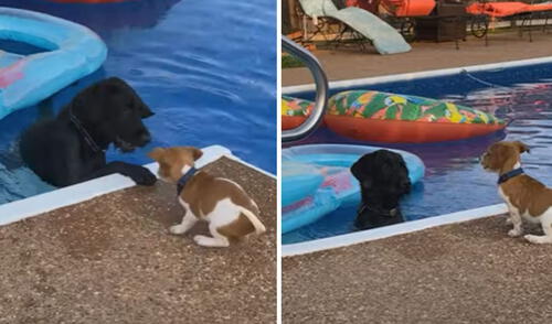 La curiosa escena tuvo un desenlace que llamó la atención en las redes sociales. Foto: captura de YouTube