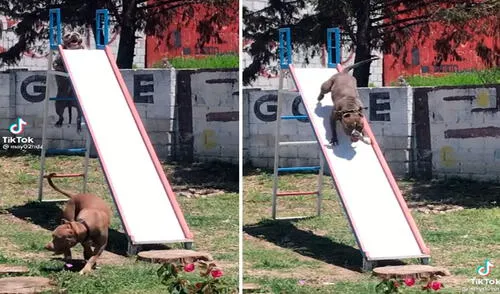 Un joven grabó el divertido momento que vivieron sus adorables mascotas al subir cada escalón hasta la cima para después deslizarse por un tobogán. Foto: captura de TikTok