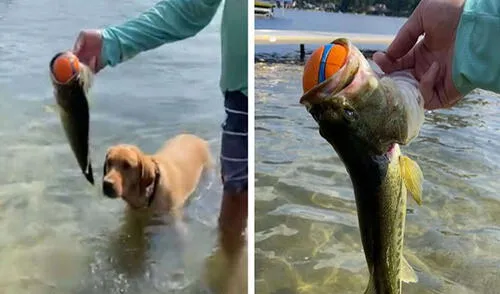 Un joven lanzó la bola de su mascota al agua para que lo atrape en el menor tiempo posible; sin embargo, un pequeño animal 'lo reclamó' como suyo. Foto: captura de Facebook