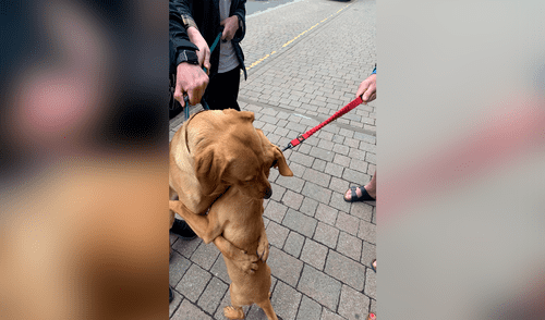 Los perritos se abrazaron en cuanto se vieron, pese a que no se conocían. Foto: captura de Facebook Los perritos se abrazaron en cuanto se vieron, pese a que no se conocían. Foto: captura de Facebook
