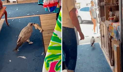 La falta de experiencia en cazar animales le jugó una mala pasada a la pequeña ave. Foto: captura de Facebook