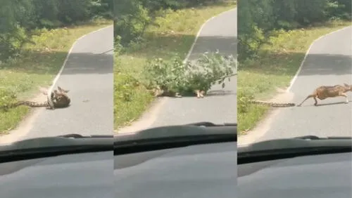 El reptil intentó atacar al sujeto. Foto: captura de YouTube